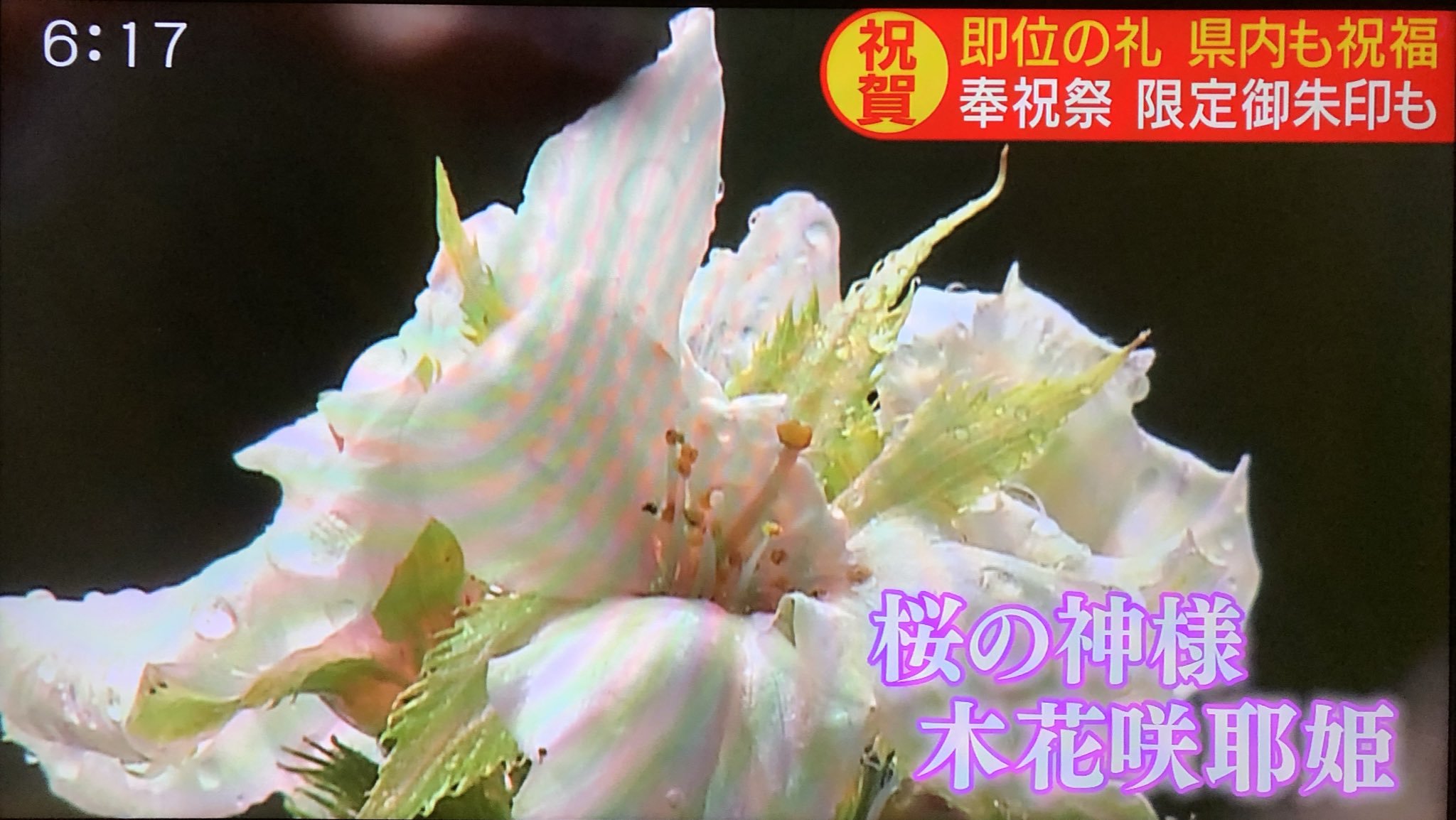 即位礼正殿の儀当日の浅間神社に咲いた季節外れの桜